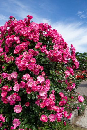 Rosas de Angela en un hermoso jardín de rosas floreciente taza.