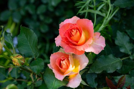 Foto de Hermosas rosas naranjas floreciendo en el jardín de rosas. - Imagen libre de derechos