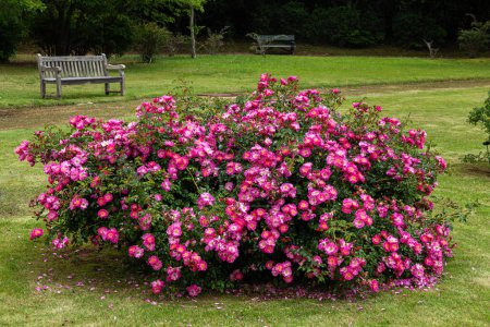 Foto de Hermosas rosas rosadas floreciendo en el jardín de rosas. - Imagen libre de derechos