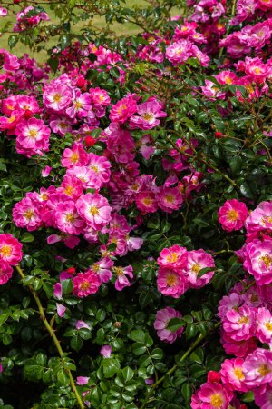 Hermosas rosas rosadas floreciendo en el jardín de rosas.