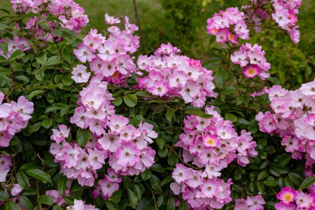 Foto de Rosas de jardín rosa en el jardín de rosas. - Imagen libre de derechos