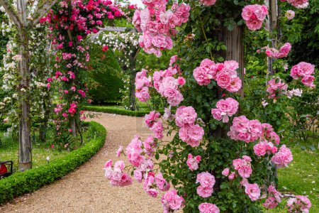 Beautiful pink roses blooming in the rose garden.