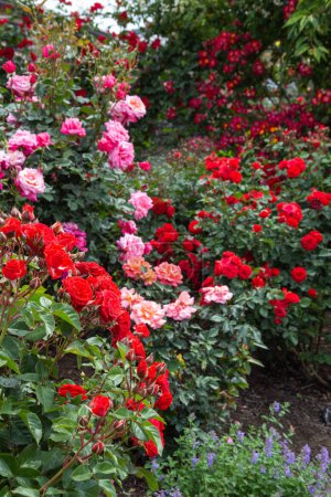 Beautiful red and pink rose flowers blooming in rose garden.