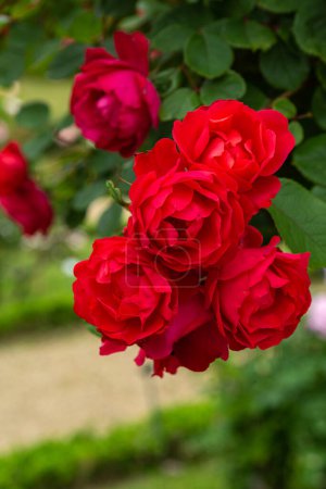 Beautiful red roses blooming in the rose garden.