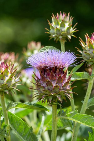 Photo for Close-up of cardoon flowers blooming in summer garden. - Royalty Free Image