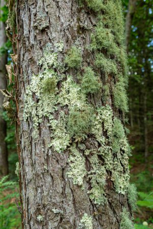 Photo for Lichen parasitic on Japanese larch trees in the Yatsugatake Plateau. - Royalty Free Image