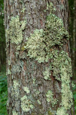 Photo for Lichen parasitic on Japanese larch trees in the Yatsugatake Plateau. - Royalty Free Image