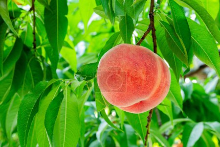 Photo for Fresh and delicious peaches in the orchard. - Royalty Free Image