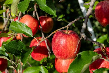 Photo for The Aikanokaori, a delicious apple variety from the orchard. - Royalty Free Image