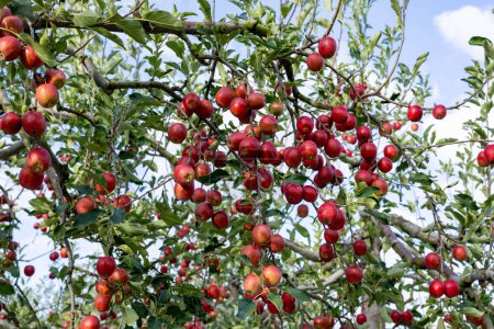 Foto de Deliciosas variedades de manzana Alpine Maiden en el huerto. - Imagen libre de derechos