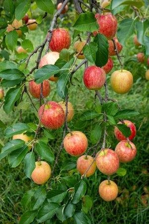 Foto de Deliciosa variedad de manzana Shinano Dolce del huerto. - Imagen libre de derechos