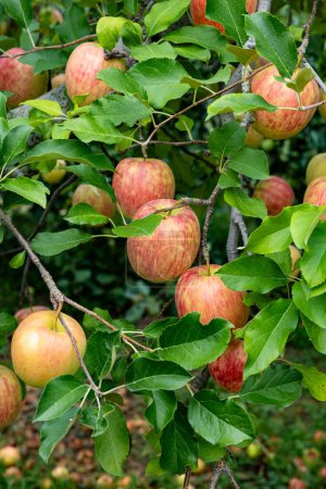 Foto de Deliciosa variedad de manzana Shinano Dolce del huerto. - Imagen libre de derechos