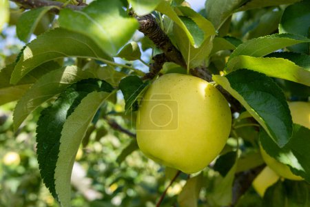 Foto de Shinano Gold, una deliciosa variedad de manzanas del huerto. - Imagen libre de derechos