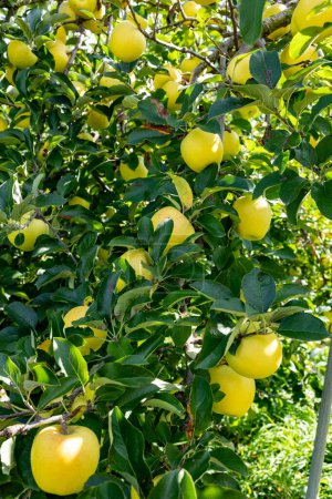 Foto de Shinano Gold, una deliciosa variedad de manzanas del huerto. - Imagen libre de derechos