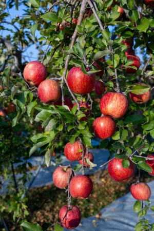 Foto de Deliciosa variedad de manzana Shinano Sweet del huerto. - Imagen libre de derechos