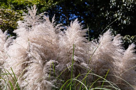 Pampas grass against the blue sky in autumn.