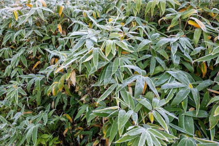 Photo for The sight of frost falling on the Kuma bamboo grass on the plateau in autumn. - Royalty Free Image