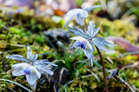Téléchargez les photos : Eranthis pinnatifida herbe qui semble humide et vitreux de la rosée tôt le matin du printemps. - en image libre de droit