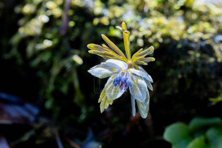 Eranthis pinnatifida bonita flor que florece a principios de primavera.