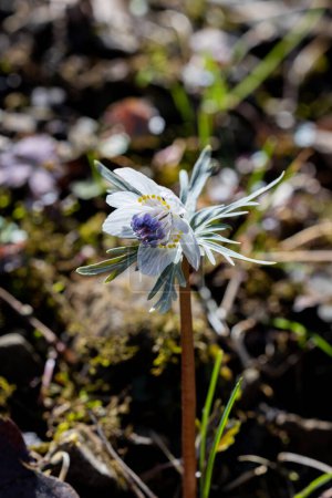 Eranthis pinnatifida jolie fleur qui fleurit au début du printemps.