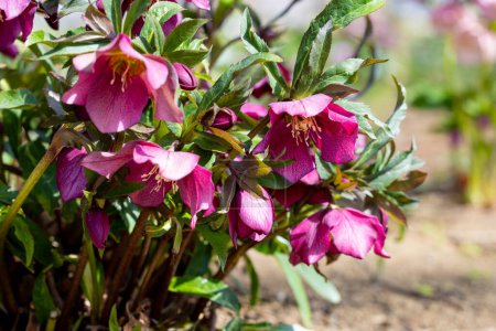 Red hellebore flowers blooming in the garden in early spring.