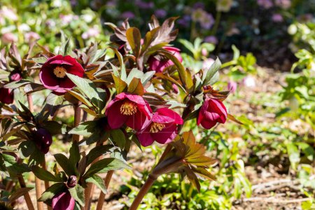 Red hellebore flowers blooming in the garden in early spring.