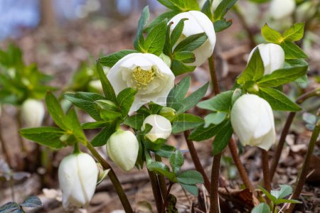 White hellebore flowers blooming in early spring garden.
