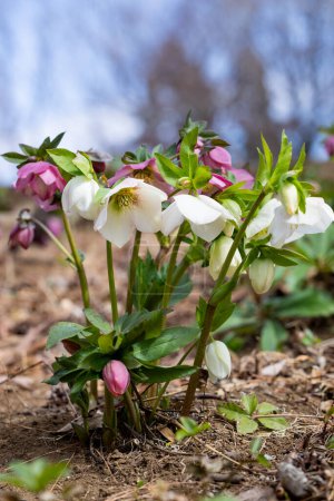 White hellebore flowers blooming in early spring garden.