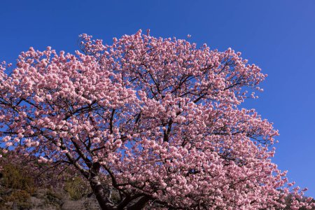 Hermosas flores de cerezo Kawazu a principios de la primavera en Japón.