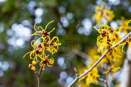Hamamelis intermedia Barmstendt Gold with yellow flowers that bloom in early spring.