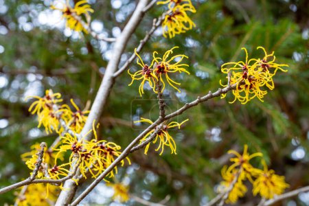 Hamamelis intermedia Barmstendt Gold mit gelben Blüten, die im zeitigen Frühling blühen.
