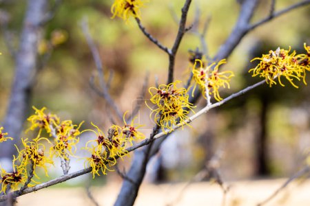 Hamamelis intermedia Barmstendt Oro con flores amarillas que florecen a principios de primavera.