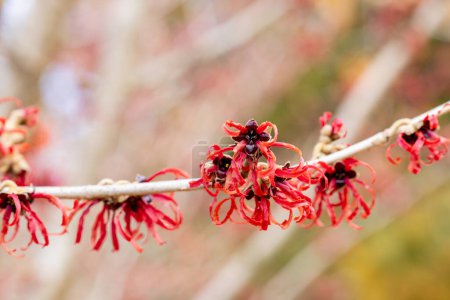 Hamamelis intermedia Diane mit roten Blüten, die im Frühjahr blühen.