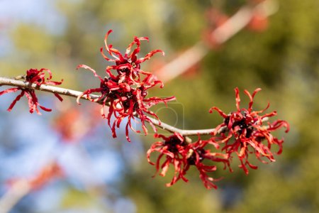 Hamamelis intermedia Diane avec des fleurs rouges qui fleurissent au début du printemps.