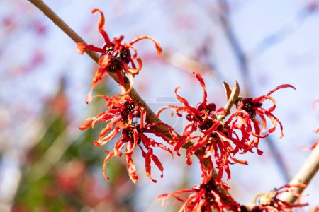 Hamamelis intermedia Diane with red flowers that bloom in early spring.