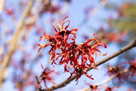 Hamamelis intermedia Diane con flores rojas que florecen a principios de primavera.