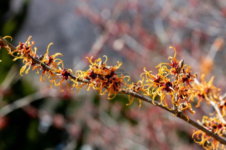 Hamamelis intermedia Jelena mit gelben Blüten, die im frühen Frühling blühen.