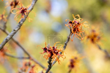 Hamamelis intermedia Jelena with yellow flowers that bloom in early spring.