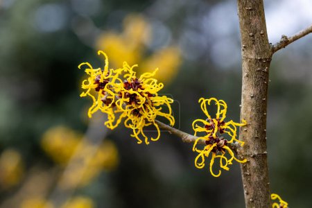 Hamamelis intermedia Nina con flores amarillas que florecen a principios de primavera.