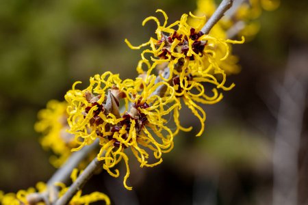 Hamamelis intermedia Nina mit gelben Blüten, die im Frühjahr blühen.