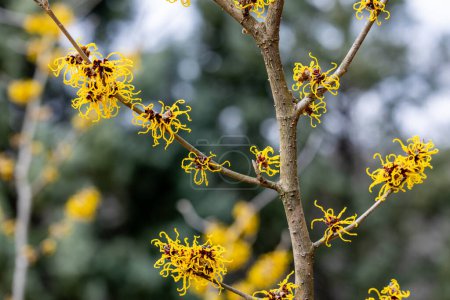 Hamamelis intermedia Nina con flores amarillas que florecen a principios de primavera.