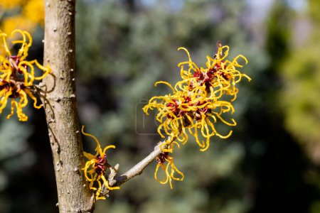 Hamamelis intermedia Nina mit gelben Blüten, die im Frühjahr blühen.