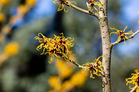 Hamamelis intermedia Nina with yellow flowers that bloom in early spring.