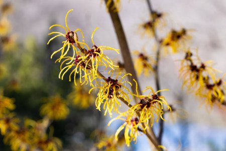 Hamamelis intermedia Vesna with yellow flowers that bloom in early spring.