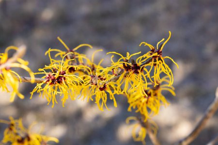 Hamamelis intermedia Vesna mit gelben Blüten, die im zeitigen Frühling blühen.