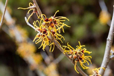 Hamamelis intermedia Winter Beauty with yellow flowers that bloom in early spring.