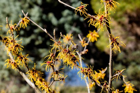 Hamamelis intermedia Winter Beauty with yellow flowers that bloom in early spring.