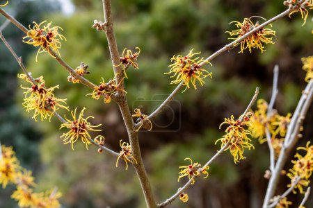 Hamamelis intermedia Winterschönheit mit gelben Blüten, die im frühen Frühling blühen.