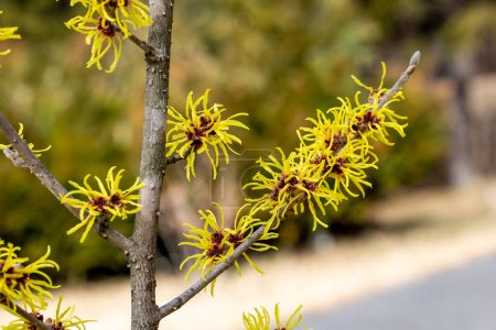 Hamamelis mellis Wisley Supreme con flores amarillas que florecen a principios de primavera.