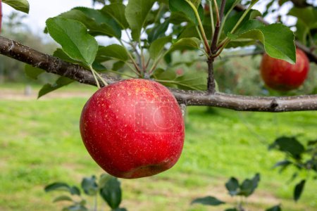 Leckere Apfelsorte Shinano Sweet aus dem Obstgarten.